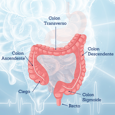 colon-recto